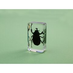 Жуки и пауки №11 - Жук-носорог вильчаторогий