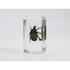 Жуки и пауки №1 - Бронзовка золотистая