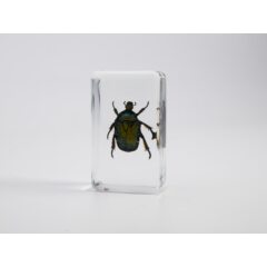 Жуки и пауки №1 - Бронзовка золотистая