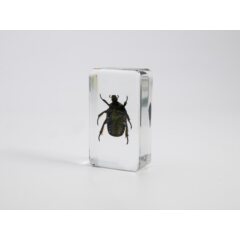 Жуки и пауки №1 - Бронзовка золотистая