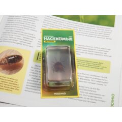 Жуки и пауки №2 - Пёцилокорис широкий