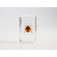 Жуки и пауки №2 - Пёцилокорис широкий