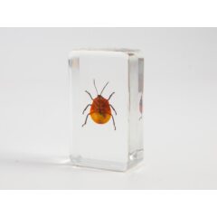 Жуки и пауки №2 - Пёцилокорис широкий