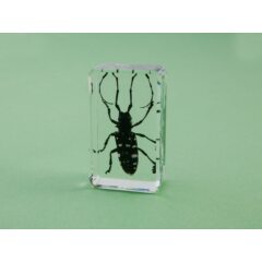 Жуки и пауки №13 - Китайский усач