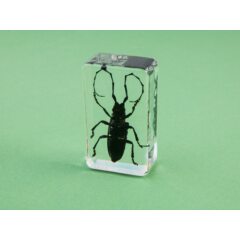 Жуки и пауки №13 - Китайский усач