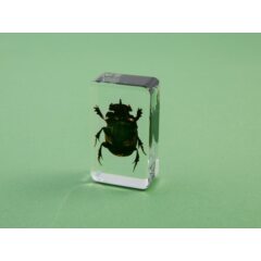 Жуки и пауки №6 - Катарсий молосс