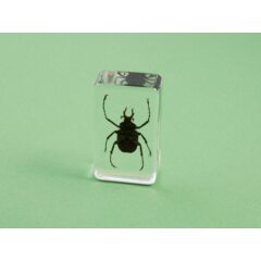 Жуки и пауки №18 - Дикраноцефал Адамса