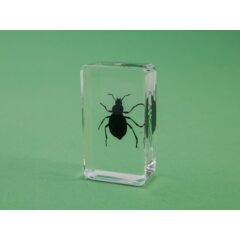 Жуки и пауки №32 - Чернотелка бахчевая