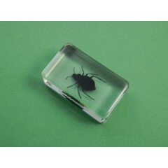 Жуки и пауки №32 - Чернотелка бахчевая