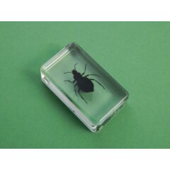 Жуки и пауки №32 - Чернотелка бахчевая