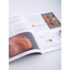 Камни и минералы №17 - Сердолик