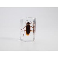 Жуки и пауки №3 - Таракан американский