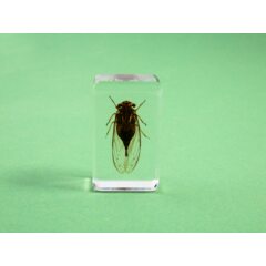 Жуки и пауки №19 - Цикада монгольская