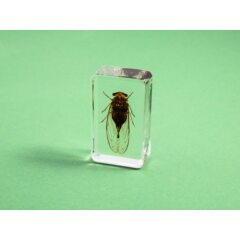 Жуки и пауки №19 - Цикада монгольская