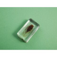 Жуки и пауки №19 - Цикада монгольская