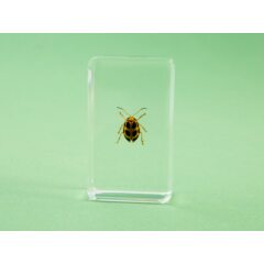 Жуки и пауки №33 - Листоед оидес