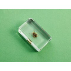 Жуки и пауки №33 - Листоед оидес