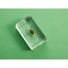 Жуки и пауки №33 - Листоед оидес