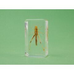 Жуки и пауки №12 - Кобылка белополосая