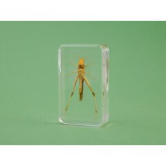 Жуки и пауки №12 - Кобылка белополосая