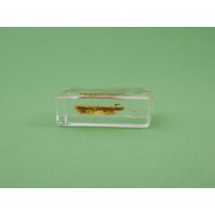 Жуки и пауки №12 - Кобылка белополосая