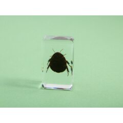 Жуки и пауки №20 - Таракан-черепашка