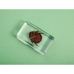 Жуки и пауки №20 - Таракан-черепашка