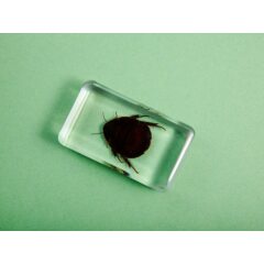 Жуки и пауки №20 - Таракан-черепашка