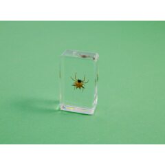 Жуки и пауки №21 - Колючий паук Хассельта