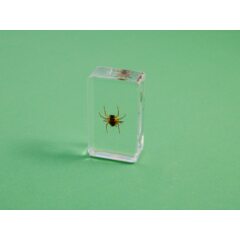 Жуки и пауки №21 - Колючий паук Хассельта