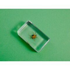 Жуки и пауки №21 - Колючий паук Хассельта