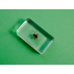 Жуки и пауки №21 - Колючий паук Хассельта