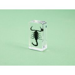 Жуки и пауки №30 - Азиатский лесной скорпион