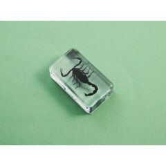 Жуки и пауки №30 - Азиатский лесной скорпион