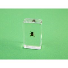 Жуки и пауки №16 - Медоносная пчела