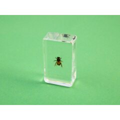 Жуки и пауки №16 - Медоносная пчела