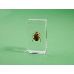 Жуки и пауки №22 - Цветоед медный