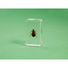 Жуки и пауки №22 - Цветоед медный