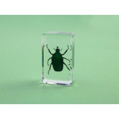 Жуки и пауки №8 - Тригонофорус ротшильда