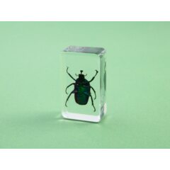 Жуки и пауки №8 - Тригонофорус ротшильда