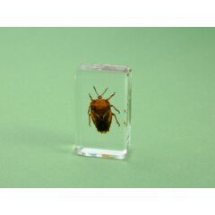 Жуки и пауки №25 - Тессаратома папиллезная