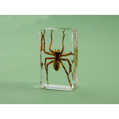 Жуки и пауки №26 - Жёлтый паук-призрак