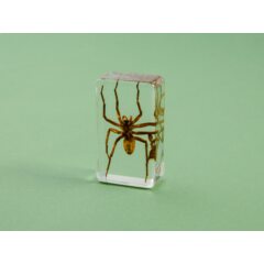 Жуки и пауки №26 - Жёлтый паук-призрак