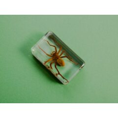 Жуки и пауки №26 - Жёлтый паук-призрак