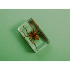 Жуки и пауки №26 - Жёлтый паук-призрак