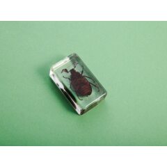 Жуки и пауки №31 - Мраморный хрущ