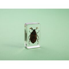 Жуки и пауки №31 - Мраморный хрущ