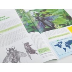 Жуки и пауки №29 - Пчела-плотник