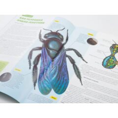 Жуки и пауки №29 - Пчела-плотник