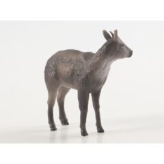 Дикие животные России №34 - Амурский горал